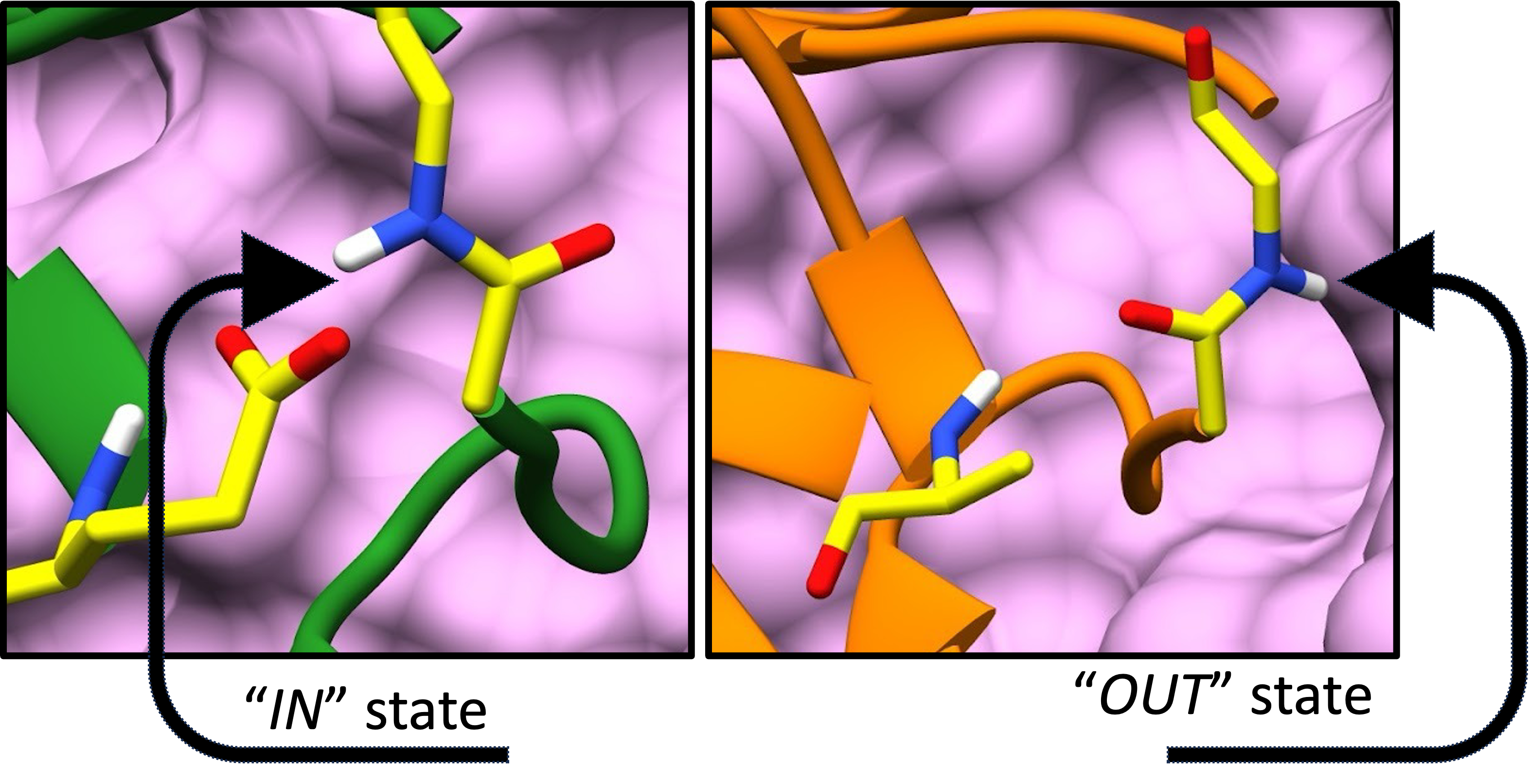 Ubiquitin conformations