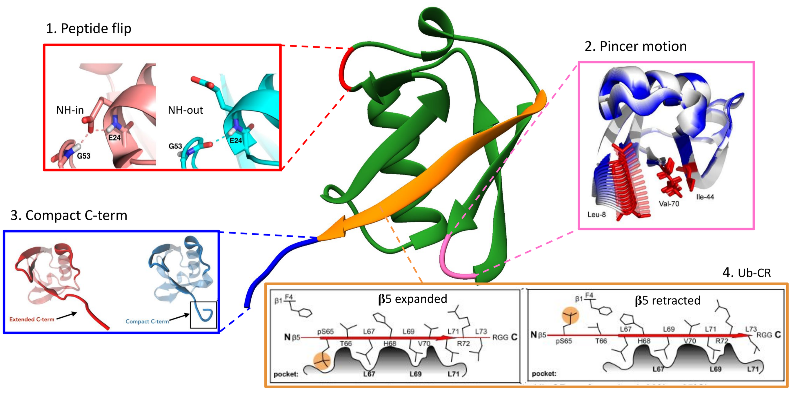 Ubiquitin conformational dynamics
